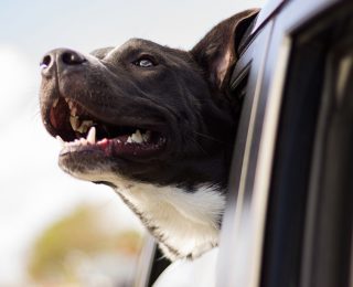 Prendre soin de la santé bucco-dentaire de son chien en 4 gestes essentiels !